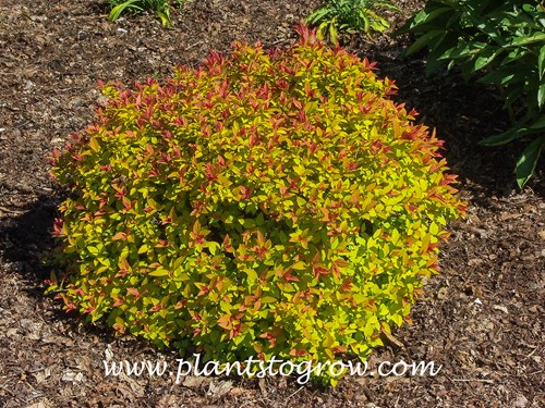 Gold Flame Spirea (Spiraea japonica) 
late May